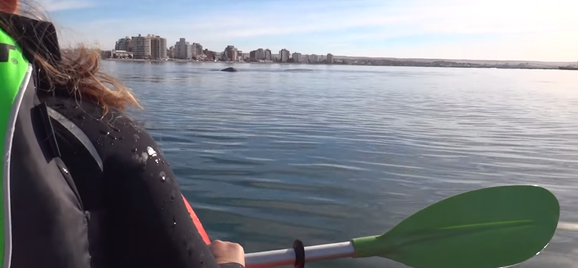 A kayak encounters a friendly collision with a whale