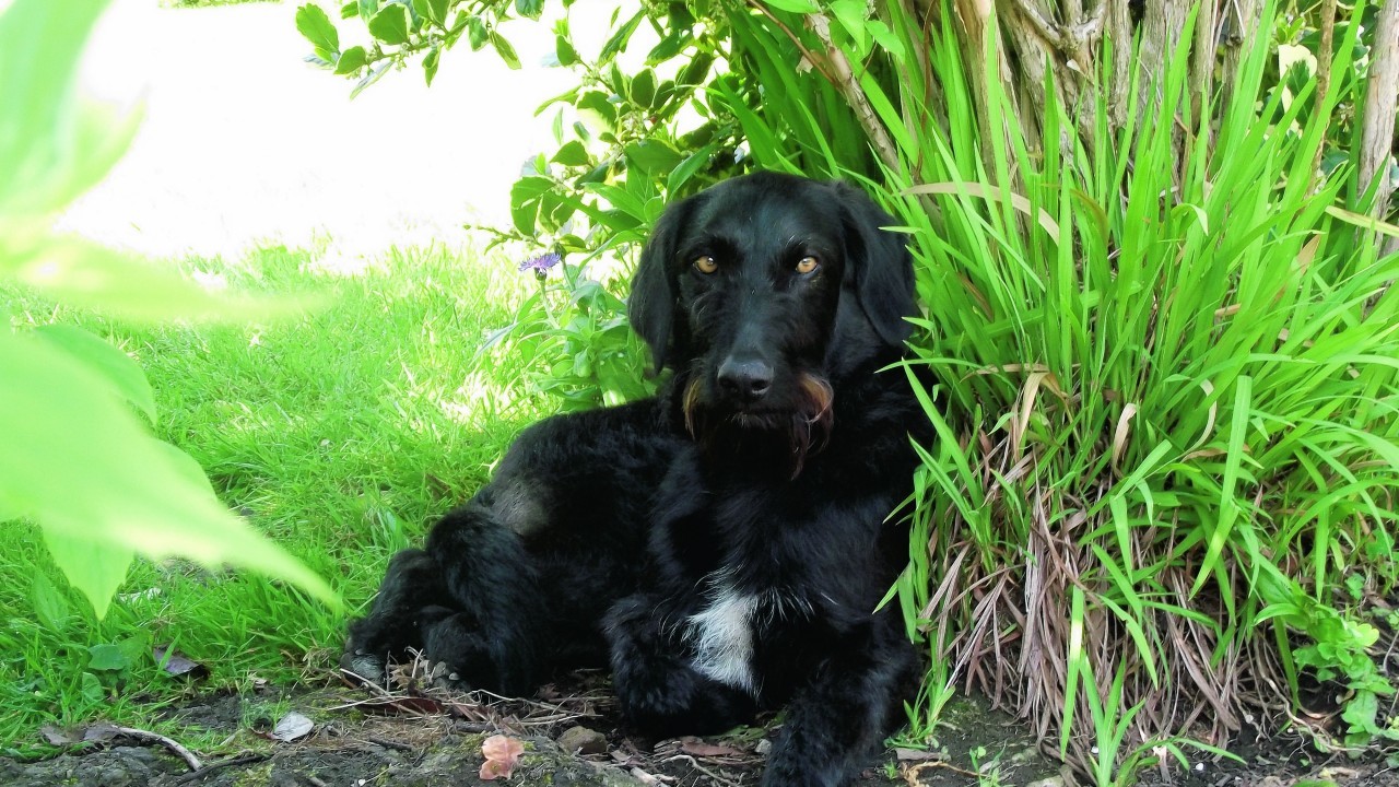 This is Carvao relaxing in the shade. He lives with Ross, Lisa, Ruby, Maisy and Yvie in Fetterangus, Peterhead.
