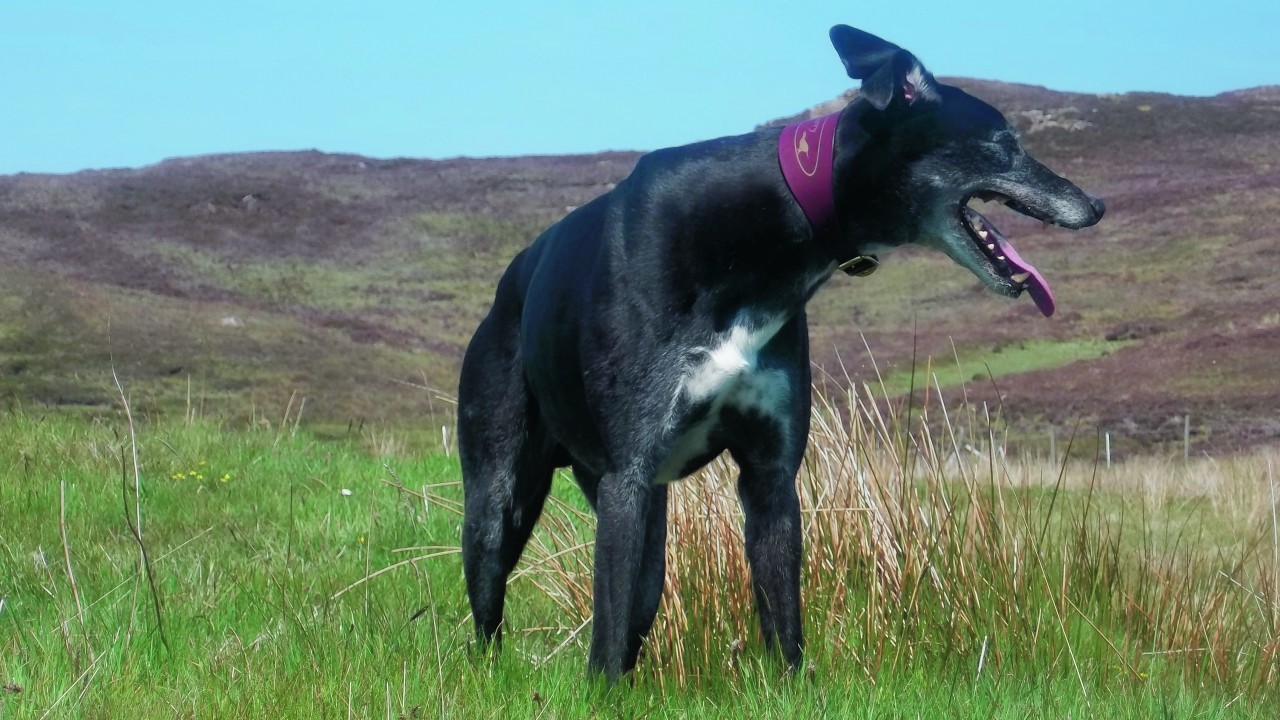 Blackbird Oldarry, aka Harry, is a nine-year-old Irish-bred racing greyhound who ran many races in Ireland and London.  He has been retired since 2008 and lives with Carol Mason in Waternish, Isle of Skye, where he still enjoys chasing rabbits.