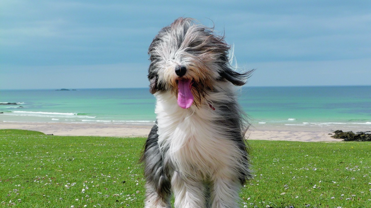 Meet our winner this week. Eighteen-month-old bearded collie, Lottie, lives with Samantha Hawkins in Port of Ness, Isle of Lewis.
