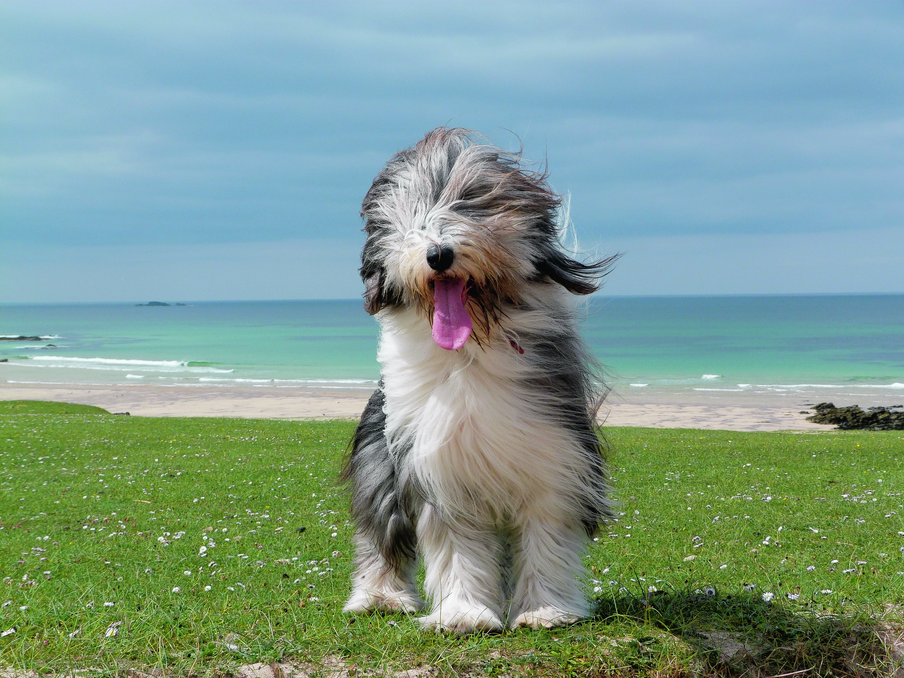 Meet our winner this week. Eighteen-month-old bearded collie, Lottie, lives with Samantha Hawkins in Port of Ness, Isle of Lewis.