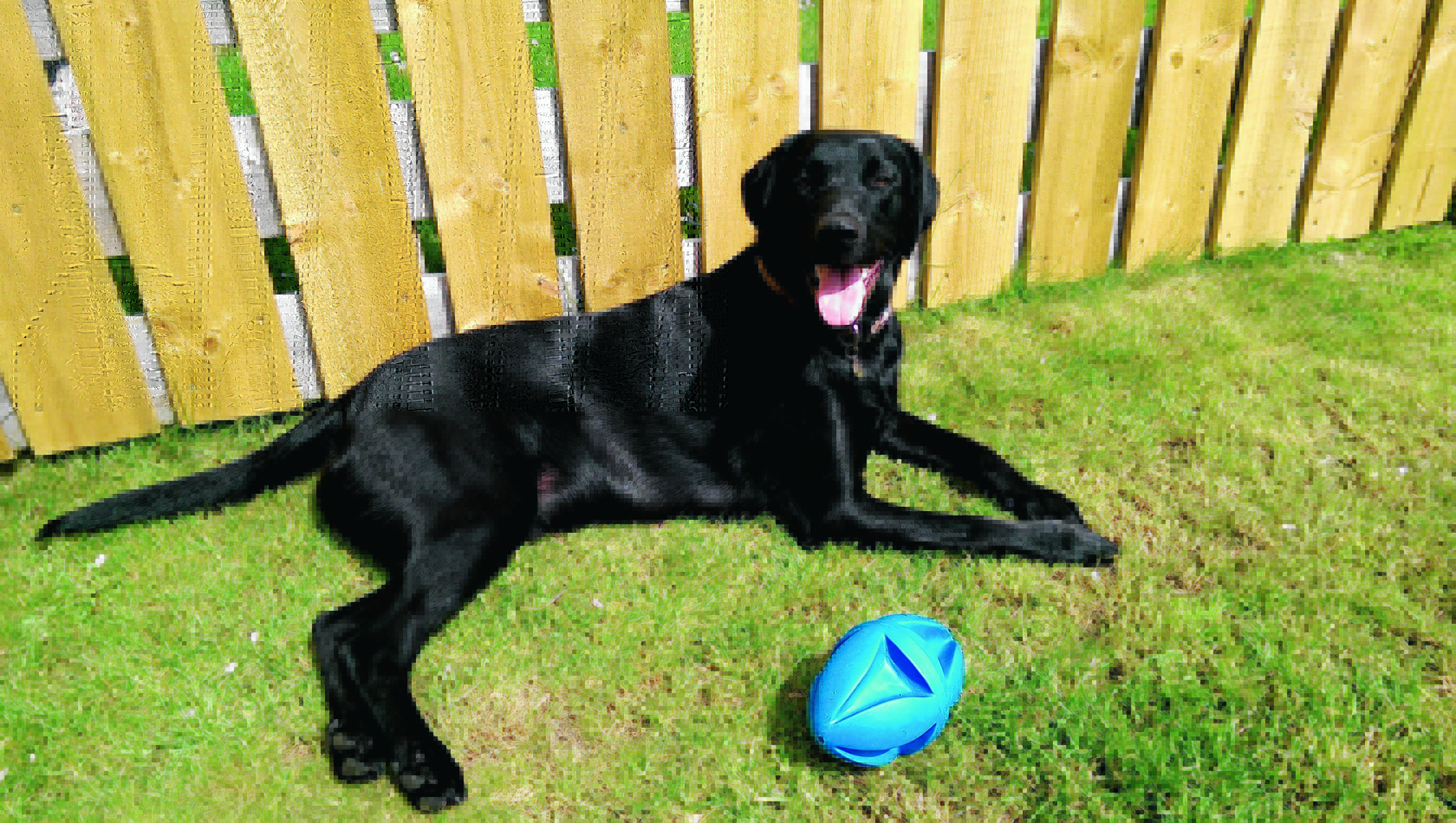 Otis the black Lab, taking a break from playing in the garden on a sunny afternoon. He lives with Diane, Michael, and baby Ethan McCosh in Kemnay, Aberdeenshire.