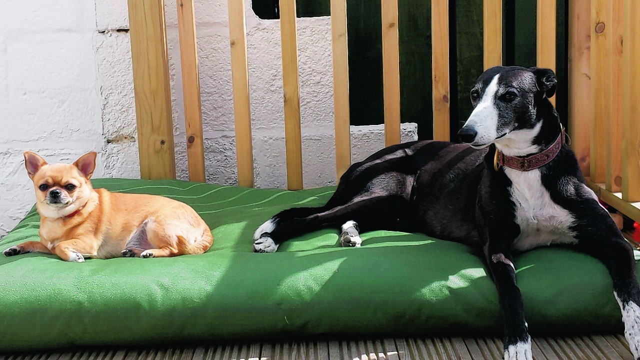 Snoop the greyhound and Mya the Chihuahua live at Woodside in Aberdeen with Susan Westland.