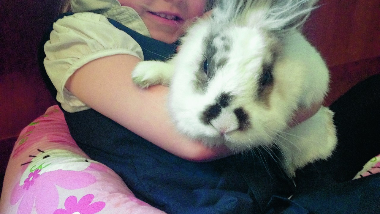 Fluffy rabbit Stu loves it when his owner Ellie plays with him and likes to chill out with her on her bean bag at their home in Mintlaw. He said Ellie takes very good care of him.