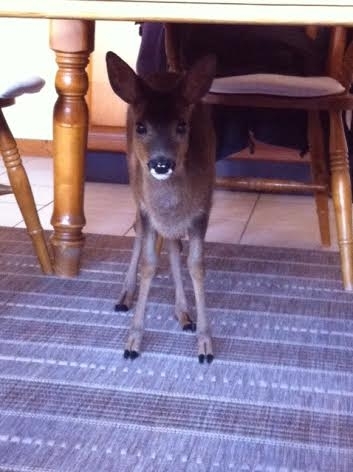 Four month old baby roe deer, Bertha. Credit: Angela Morrison