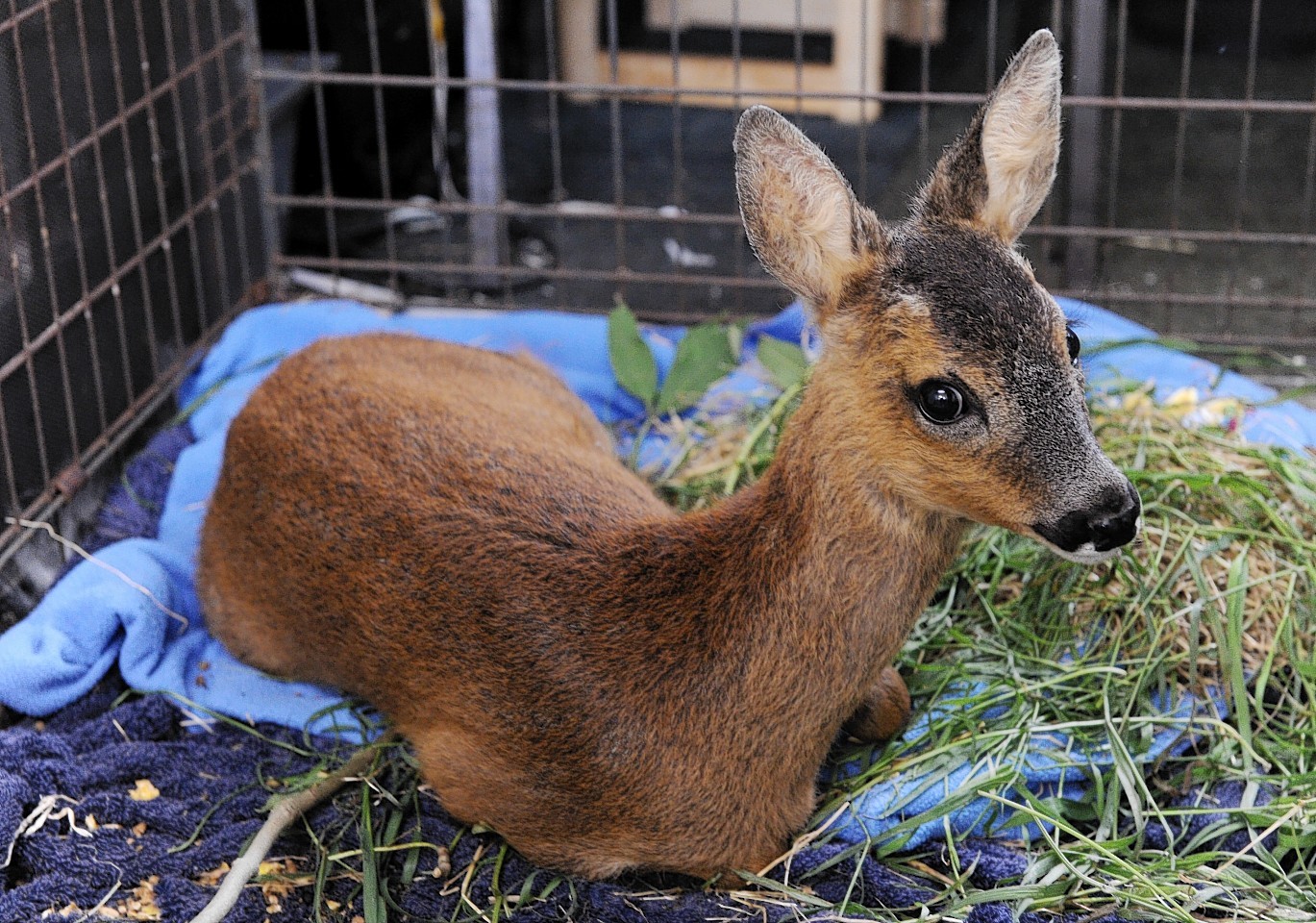 Pauline Murray with the rescued Roe Deer