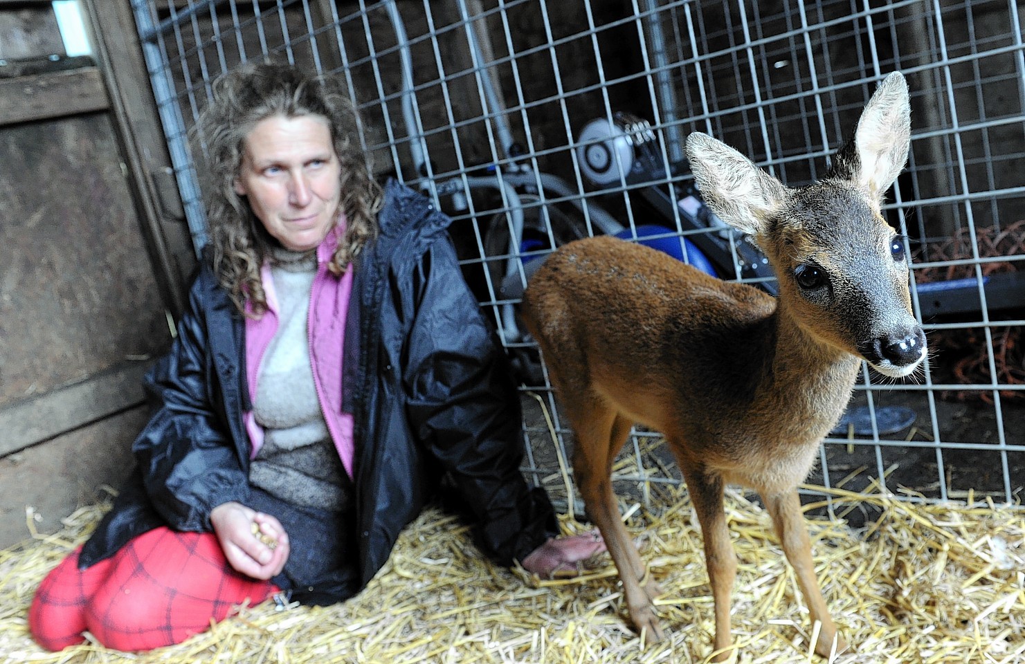 Pauline Murray with the rescued Roe Deer