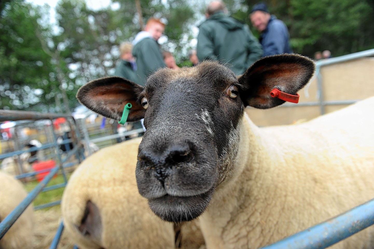 Grantown Show