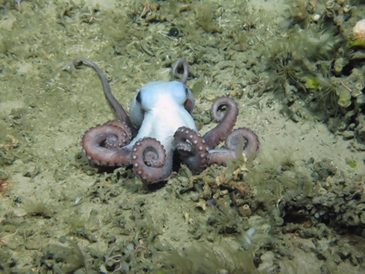 An octopus on Hebrides Terrace