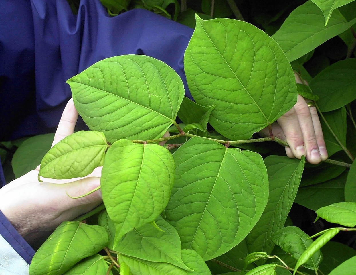 Japanese Knotweed is one such non-native invasive species which is threatening important habitats