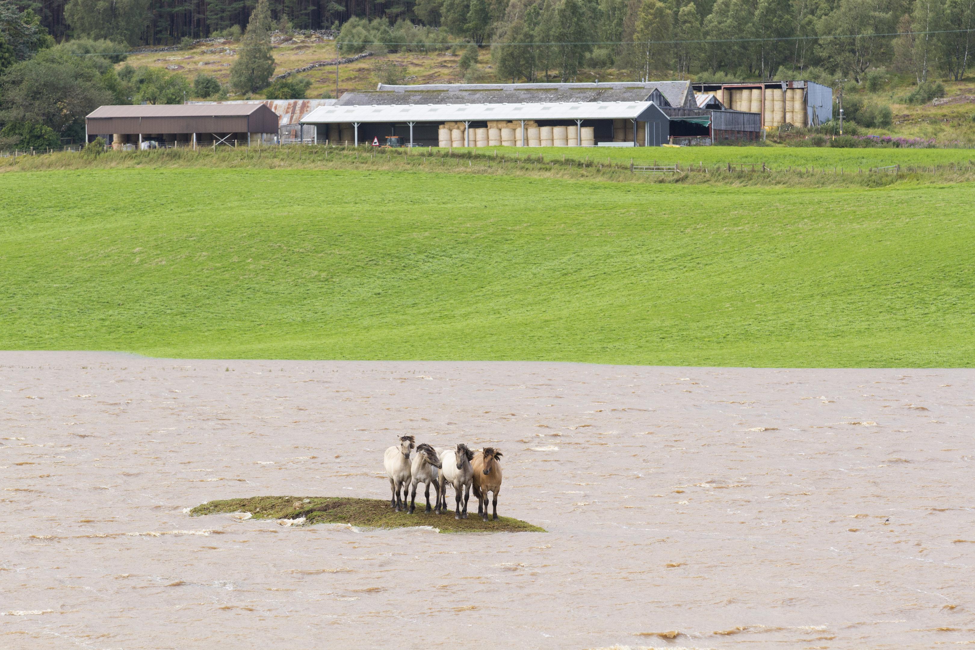 Horses stranded on a tiny island created by flooding at Carrbrdge. Picture by Mark Hamblin