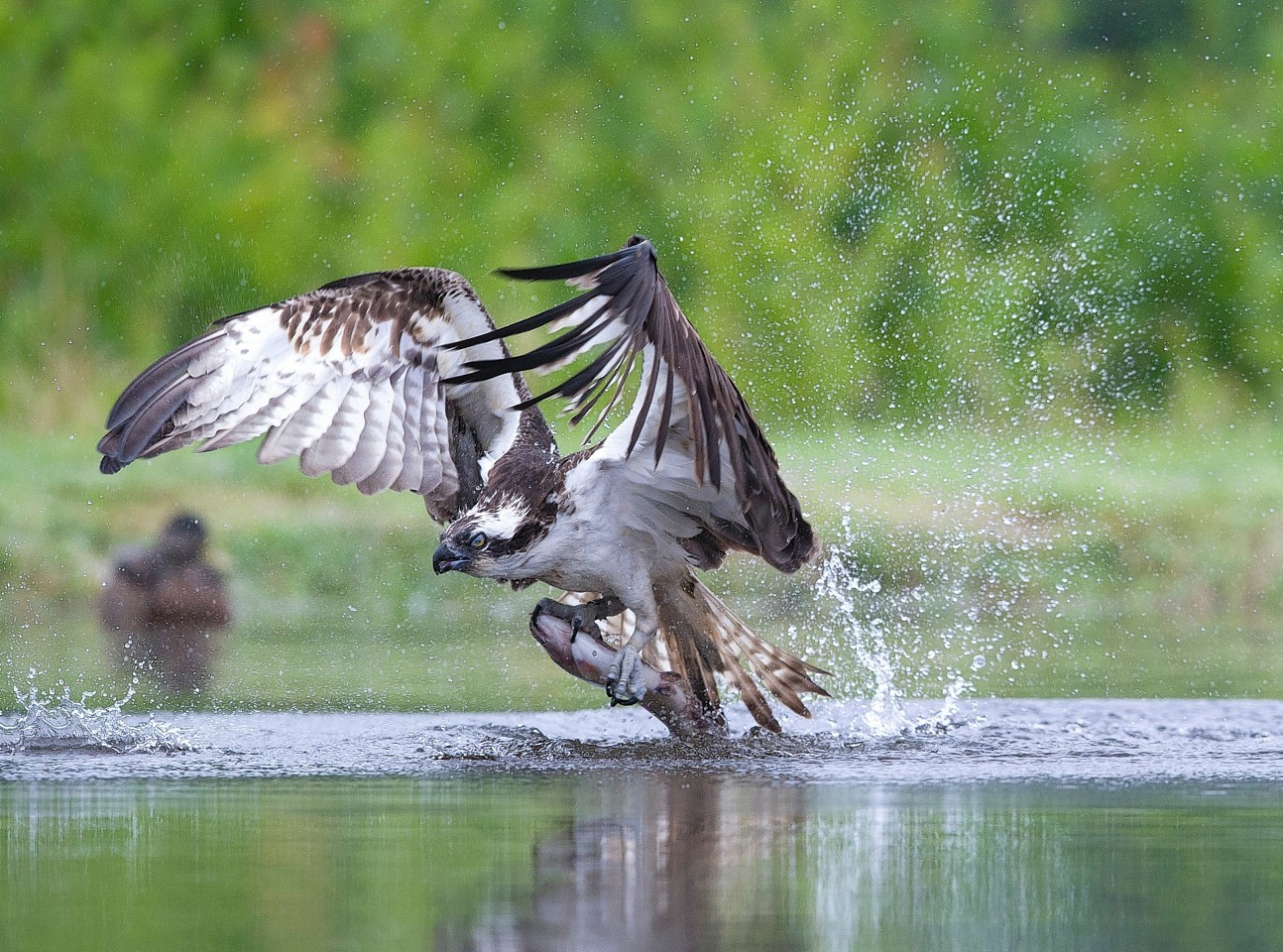 The Osprey lifts a fish from the water