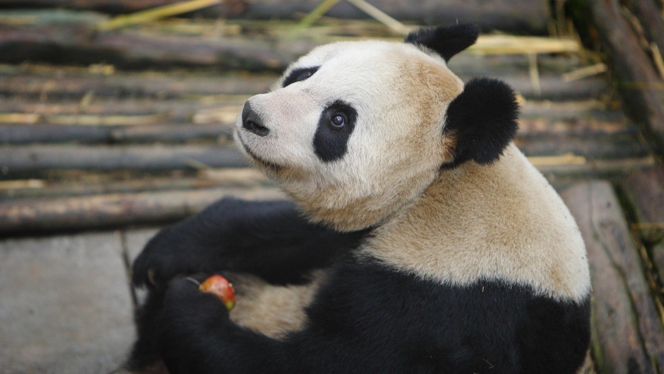 Experts at Edinburgh Zoo have been monitoring giant panda Tian Tian since she was artificially inseminated on April 13