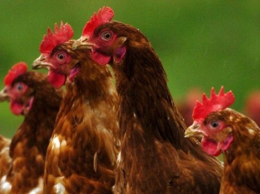 Total chicken numbers are down by more than 10%
