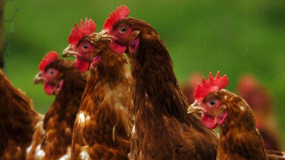 Poultry keepers are being urged to take steps to prevent bird flu infecting their flock this winter.