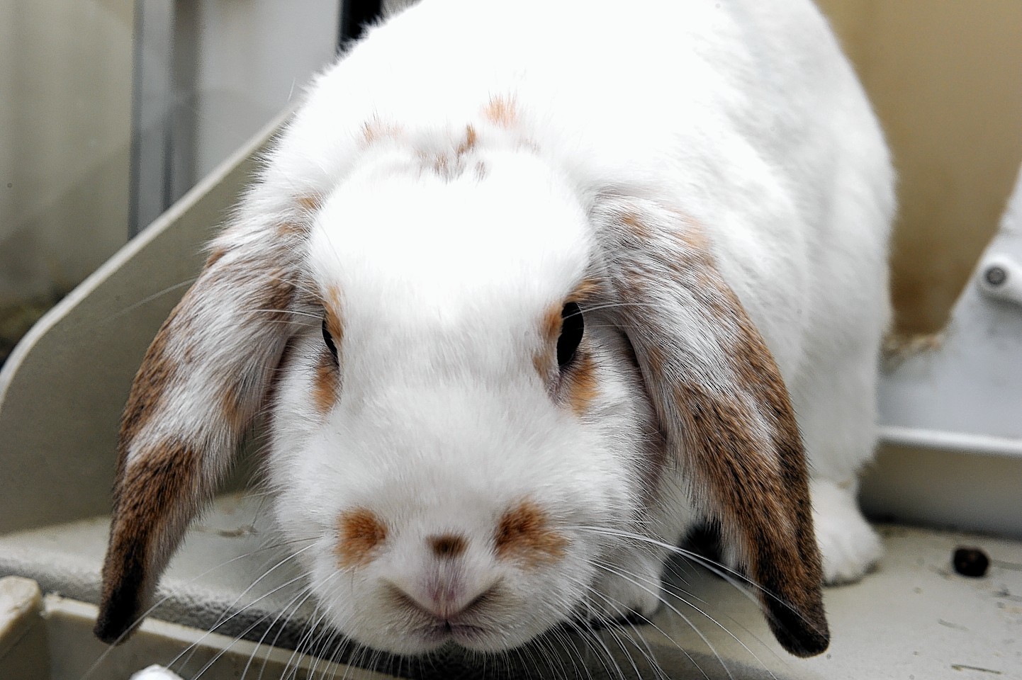 The pet rabbit is believed to have been stolen from its hutch