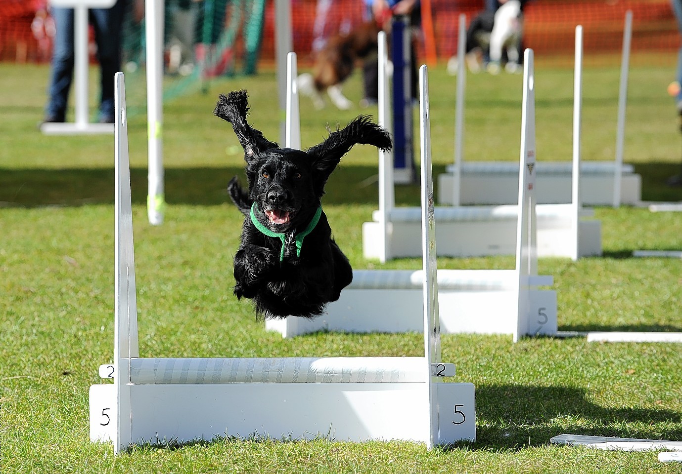 Seaton Park Flyball