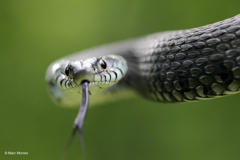 culebra de collar