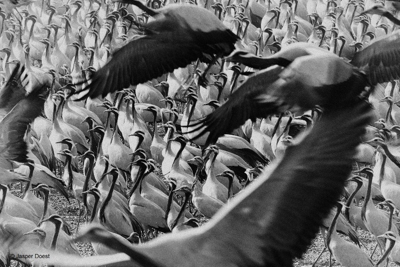 Demoiselle Crane gathering in large flockConverted to B&W using NIK Silver Efex Pro2