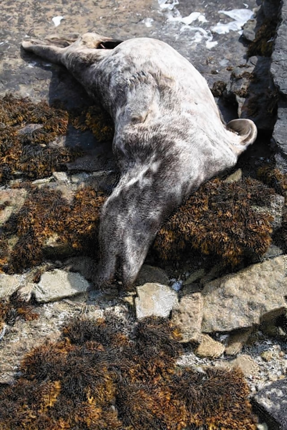 A dead seal in Thurso