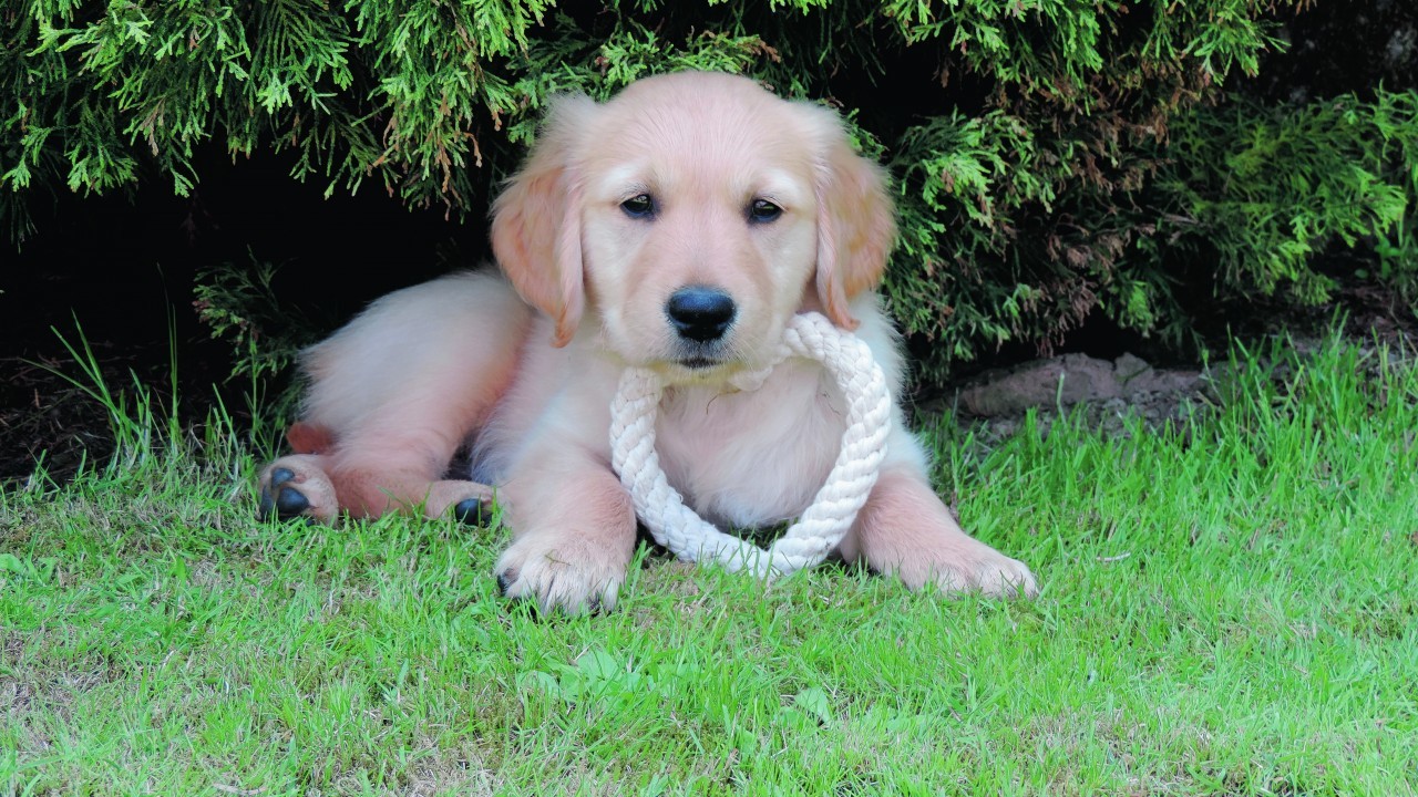 This is seven week old golden retriever Denver, who stays with Emma Murphy and Kevin Reid at Lower Blackburn, Dunlugas, Turriff. Denver is our winner this week.