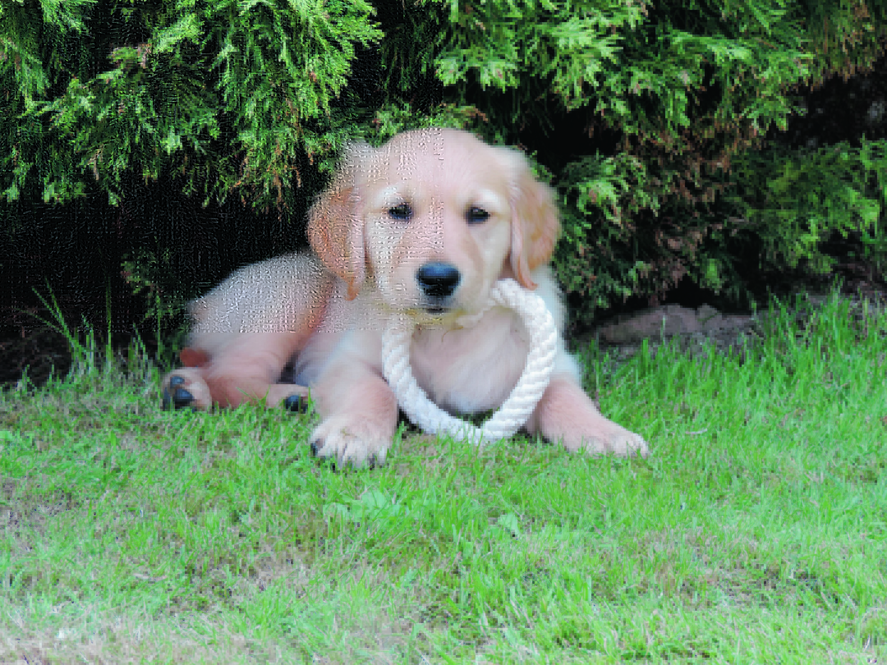 This is seven week old golden retriever Denver, who stays with Emma Murphy and Kevin Reid at Lower Blackburn, Dunlugas, Turriff. Denver is our winner this week.