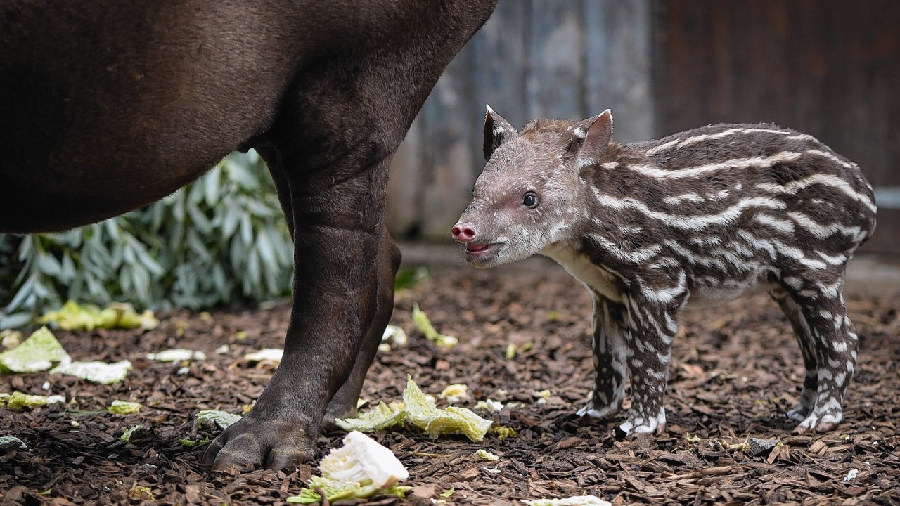 Chester Zoo's latest arrival, Zathras, the baby tapir.