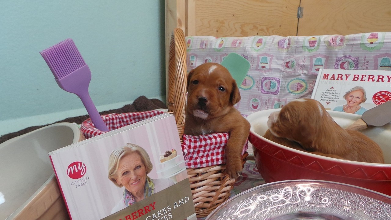 The family of crossbreed puppies born at Dogs Trust Loughborough has been named in honour of the show's presenters Mary Berry and Paul Hollywood