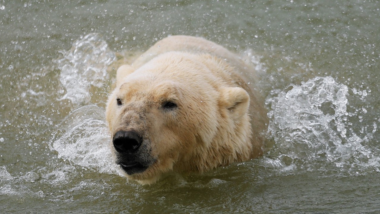 Victor, England's only captive polar bear takes a swim as he is unveiled at his new home at the Yorkshire Wildlife Park in Doncaster after making the journey from Holland by ferry