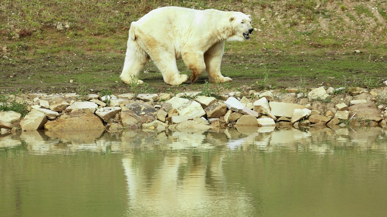 Victor, England's only captive polar bear stands in his enclosure as he is unveiled at his new home at the Yorkshire Wildlife Park in Doncaster after making the journey from Holland by ferry