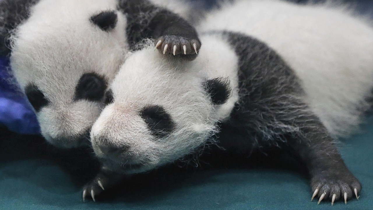 One month old Panda triples receive a body check at the Chimelong Safari Park in Guangzhou in south China's Guangdong province Thursday, Aug. 28, 2014