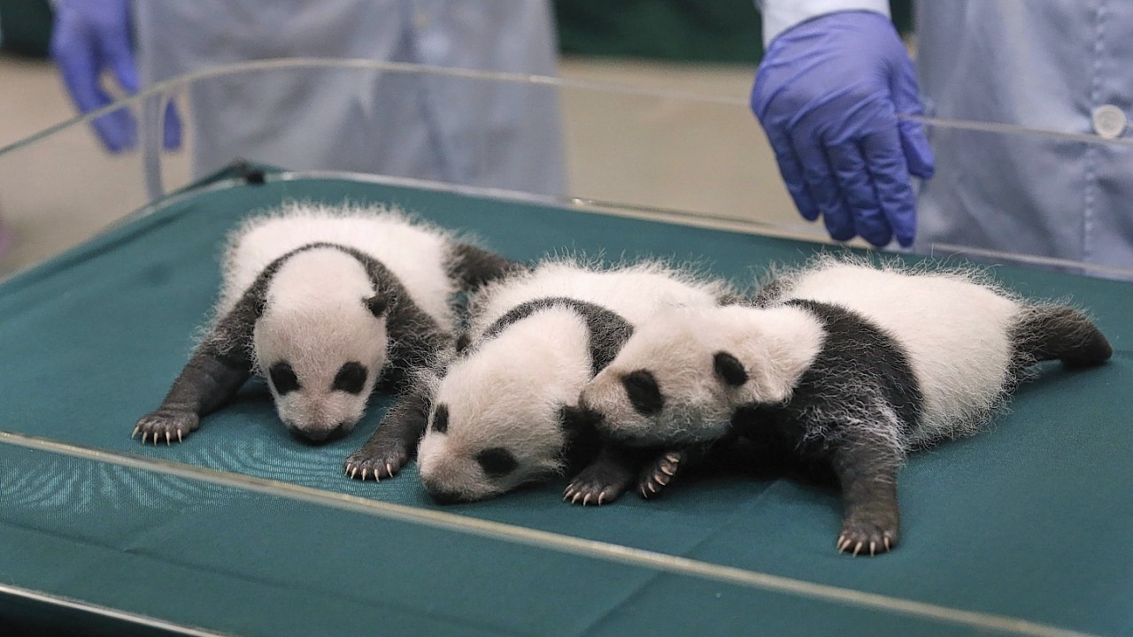 One month old Panda triples receive a body check at the Chimelong Safari Park in Guangzhou in south China's Guangdong province Thursday, Aug. 28, 2014