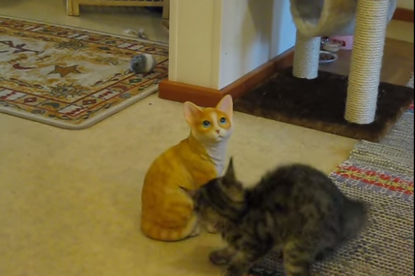 This cat doesn't seem to like other cats