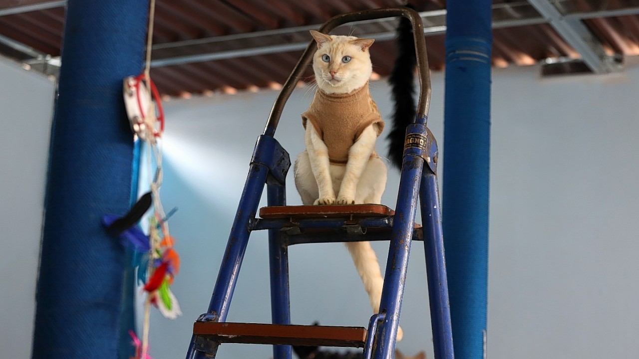 A Cat Hospice run by Maria Torero, cares for 175 cats with leukaemia in Lima, Peru.
