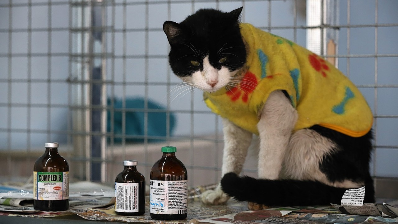 A Cat Hospice run by Maria Torero, cares for 175 cats with leukaemia in Lima, Peru.