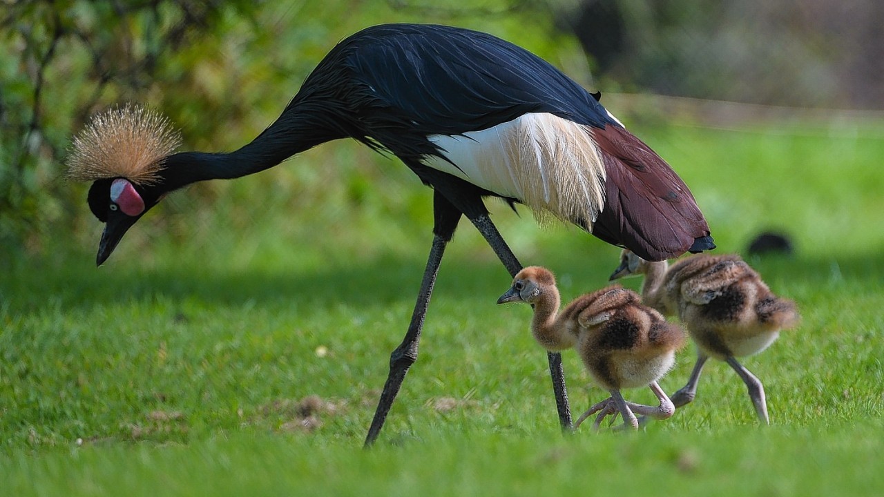 West African black-crowned crane mum who has given birth to two rare chicks at Chester Zoo