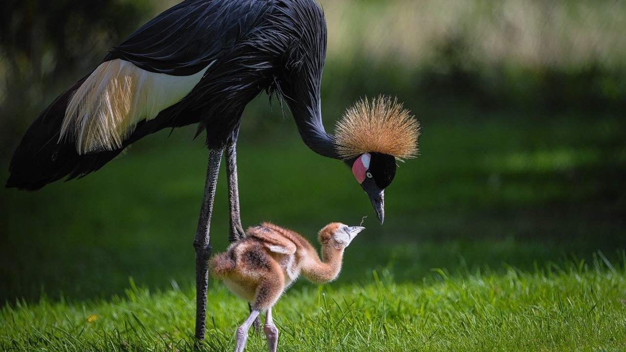 West African black-crowned crane mum who has given birth to two rare chicks at Chester Zoo