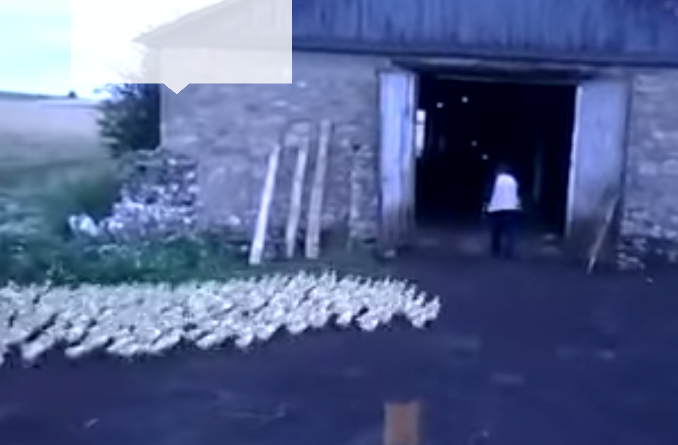 Russian man lays the law, the ducks abide
