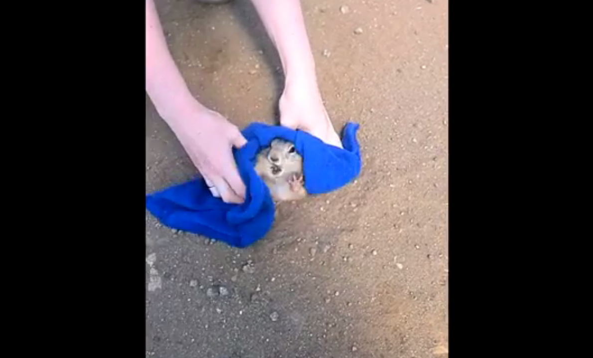 This little chap got himself stuck in a hole on Russian road