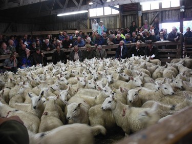 Lambs in the ring at Lairg