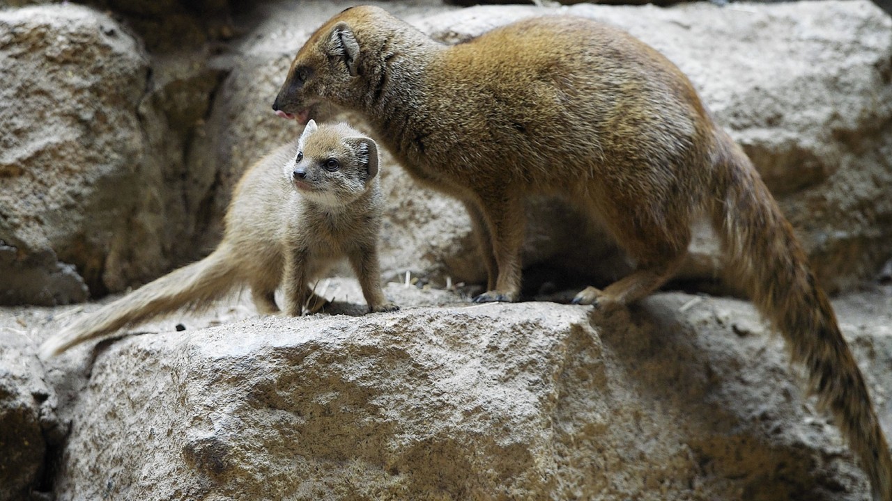 A yellow mongoose pup with one of their parents that has been welcomed at the Bristol Zoo Gardens