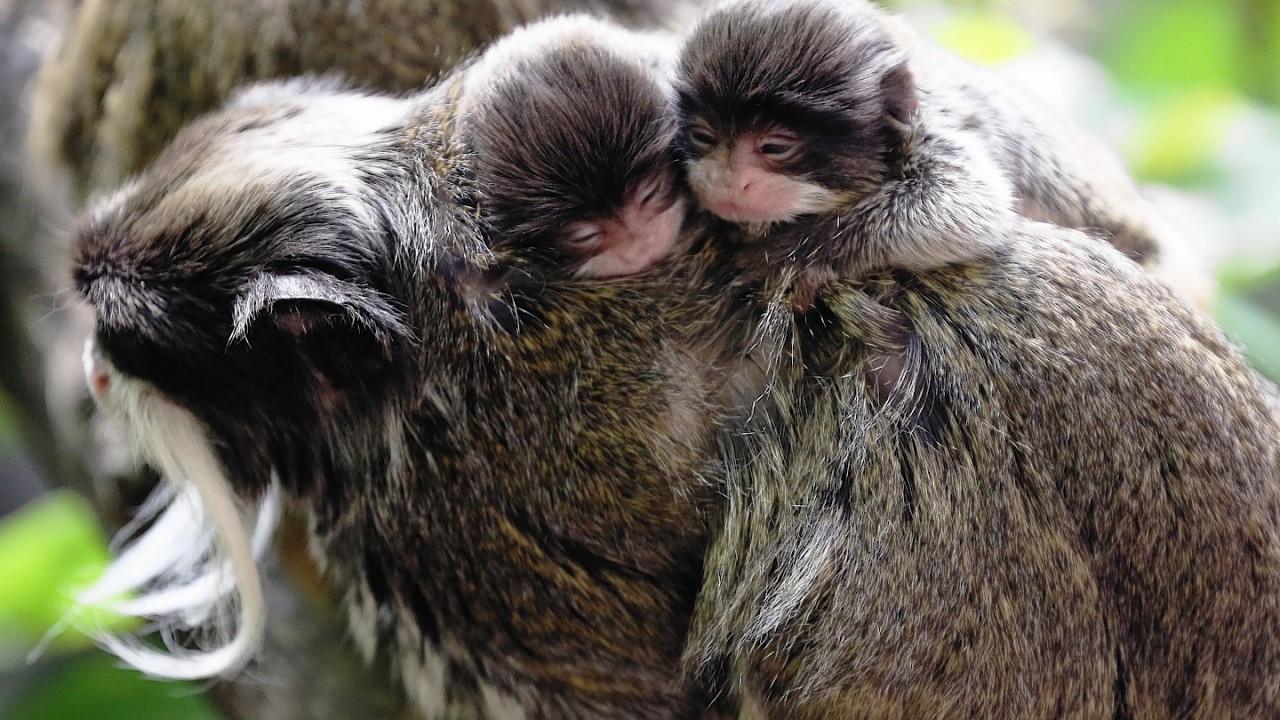 Two newborn twin emperor tamarin monkeys latched onto their dad at London Zoo