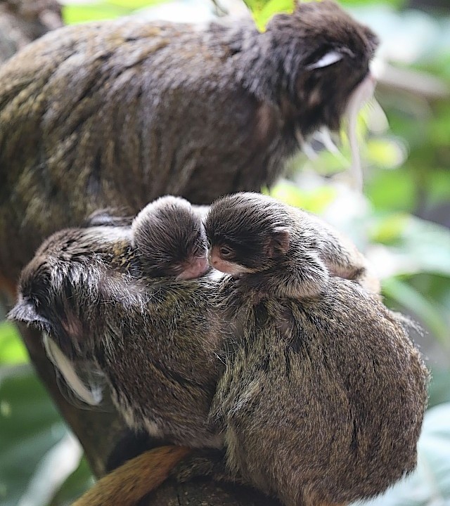 Two newborn twin emperor tamarin monkeys latched onto their dad at London Zoo