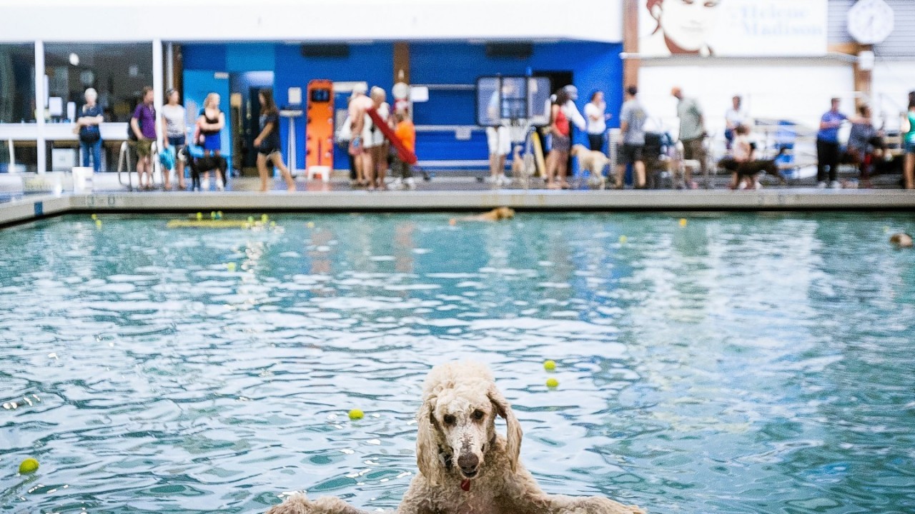 A dog hangs onto the edge of the Helene Madison Pool during an open dog swim - no humans allowed - in Seattle, Wash. on Sunday, Aug. 17, 2014.
