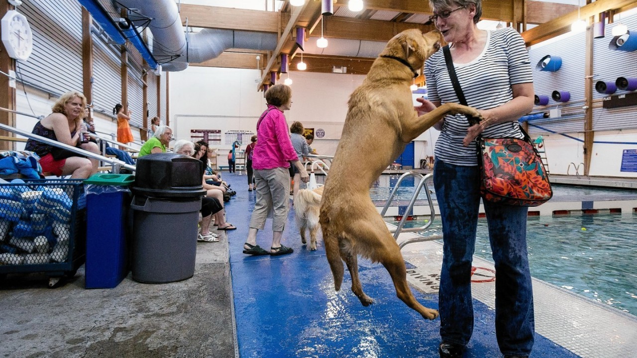 A dog leaps to greet its owner during an open dog swim - no humans allowed - in Seattle, Wash. on Sunday, Aug. 17, 2014.