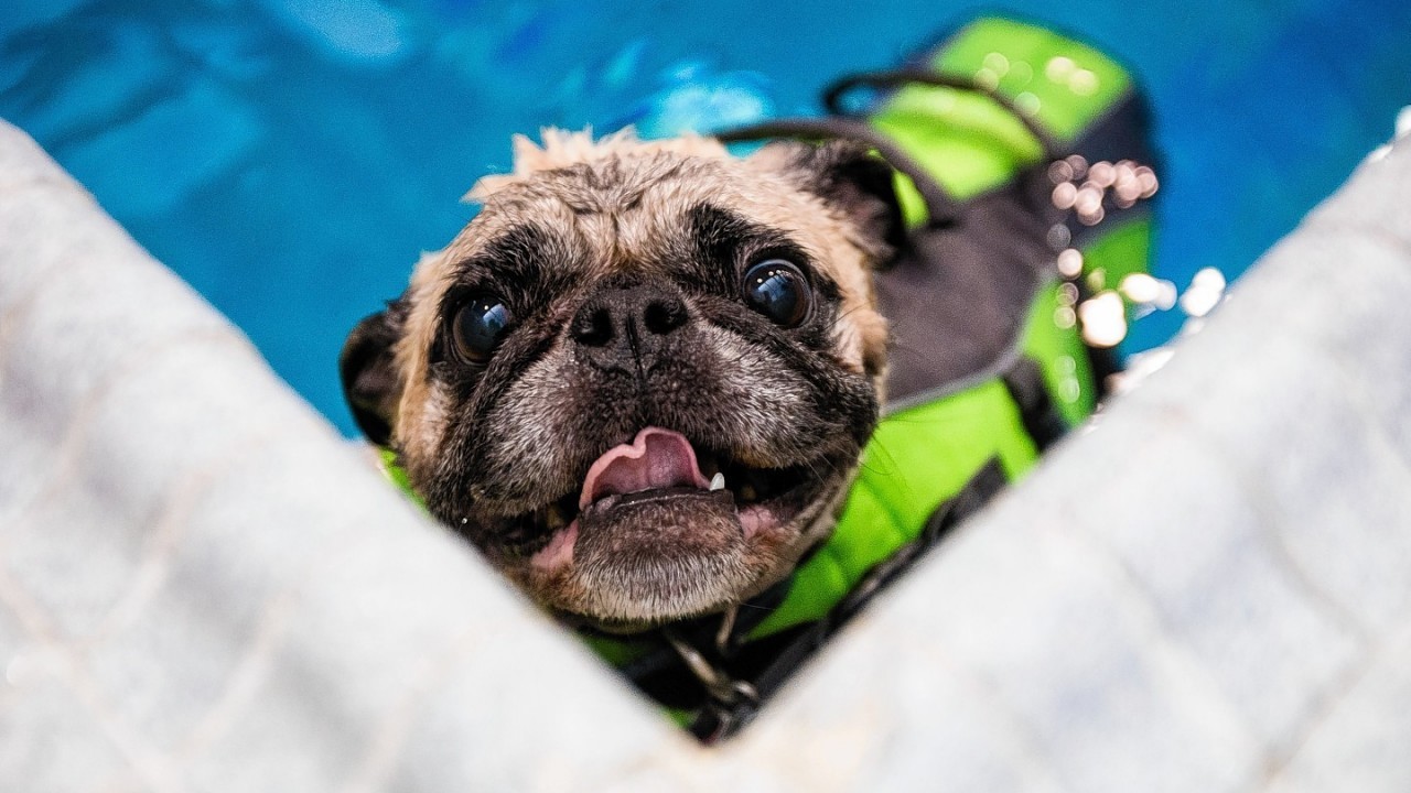 Oscar the pug wears a floatation vest in the waters of Helene Madison Pool during an open dog swim - with no humans allowed - in Seattle, Wash. on Sunday, Aug. 17, 2014.