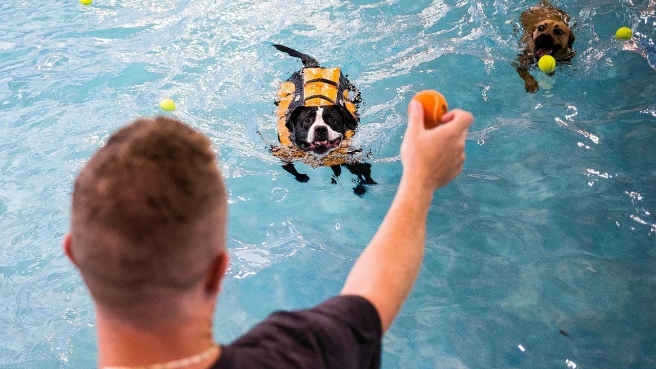 Dogs swim to fetch tennis balls at the Helene Madison Pool during an open dog swim - no humans allowed - in Seattle, Wash. on Sunday, Aug. 17, 2014.