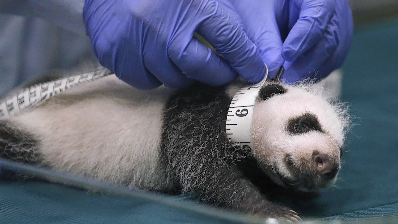 One month old Panda triples receive a body check at the Chimelong Safari Park in Guangzhou in south China's Guangdong province Thursday, Aug. 28, 2014