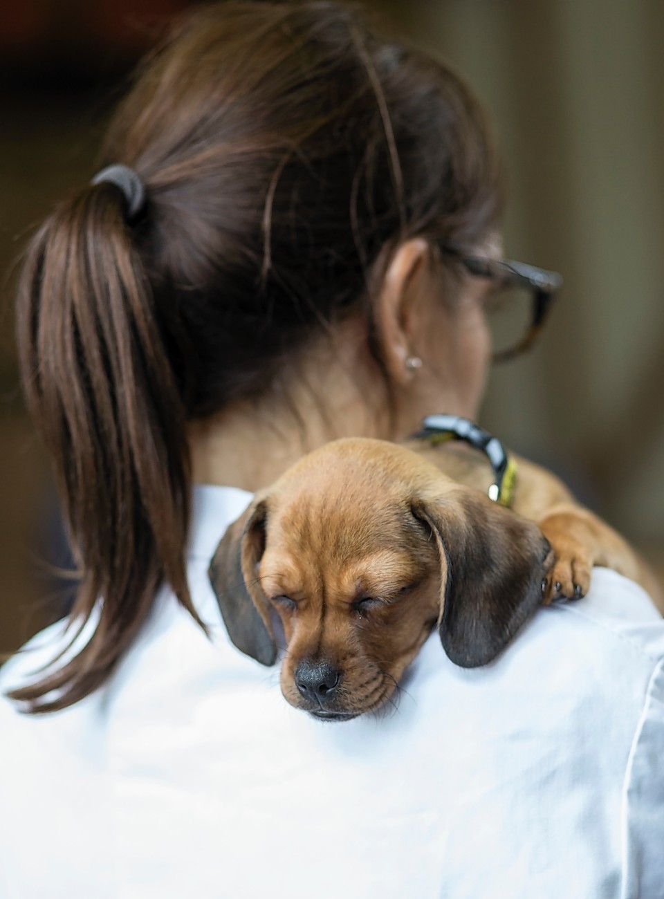 Many pet owners underestimate veterinary treatment costs