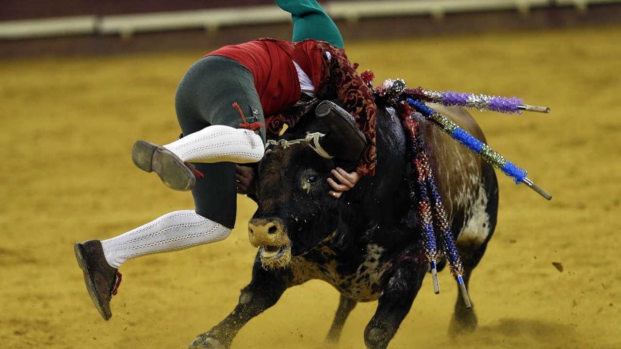 A Portuguese forcado of the group of Alcochete catches a bull during a Portuguese-style bullfight in Campo Pequeno bullring, in Lisbon, Thursday, Aug. 21, 2014